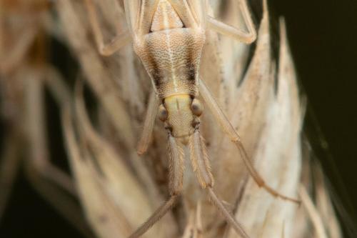 Stenodema laevigata